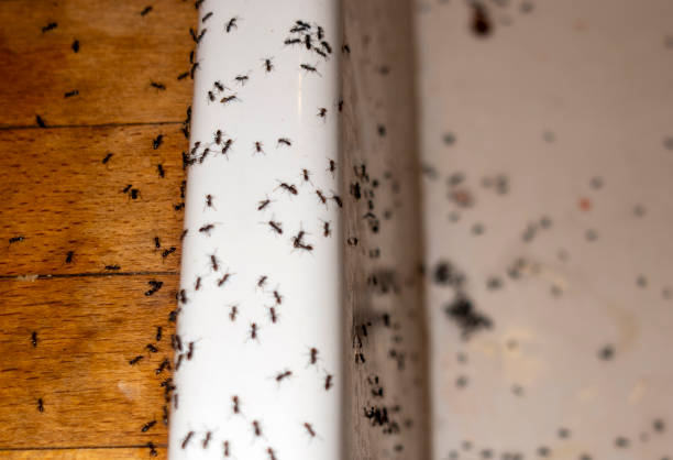 Best Emergency Pest Control  in Hartland, WI